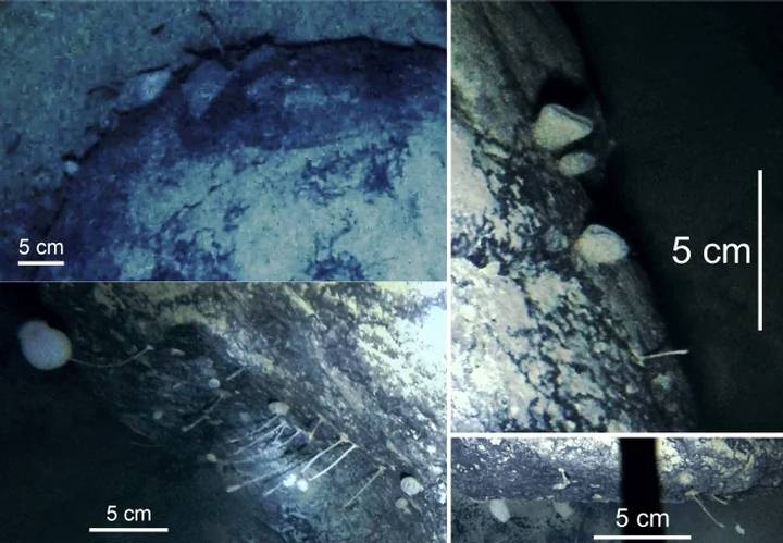 Forme de viață bizare descoperite sub gheata din Antarctica!